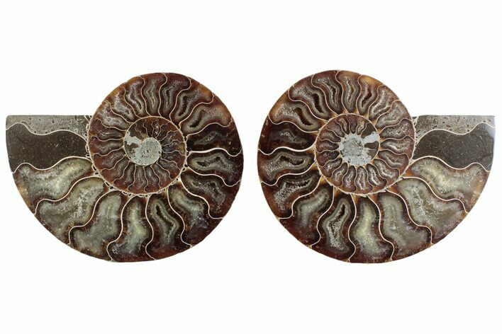 Cut & Polished Crystal-Filled Ammonite Fossil - Madagascar #364763
